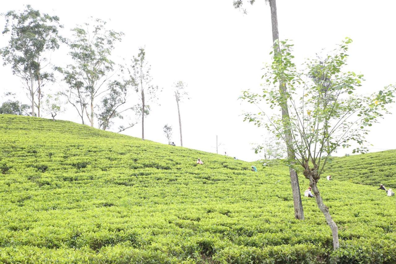 Ella Tea Land View Daire Dış mekan fotoğraf